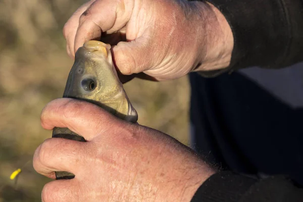 Marulk Med Fisk Balatonsjön Ungern — Stockfoto