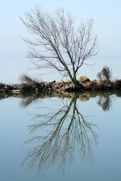 Drzewo Tylko Regionie Balaton Węgry — Zdjęcie stockowe