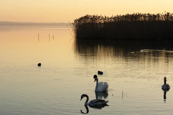 Cisnes Lago Balaton Hungría — Foto de Stock