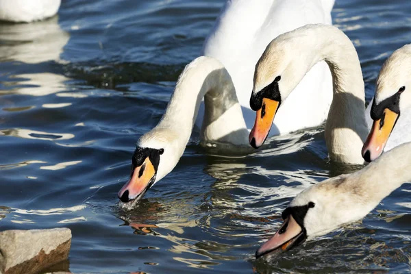 Cisnes Lake Balaton Hungria — Fotografia de Stock