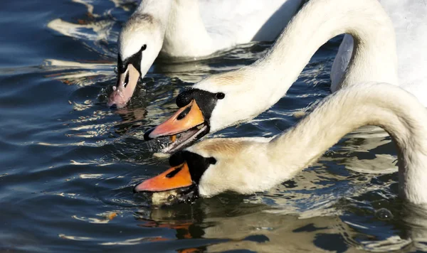 Cisnes Lake Balaton Hungria — Fotografia de Stock