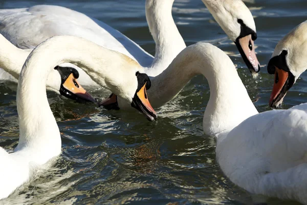 Cigni Lago Balaton Ungheria — Foto Stock