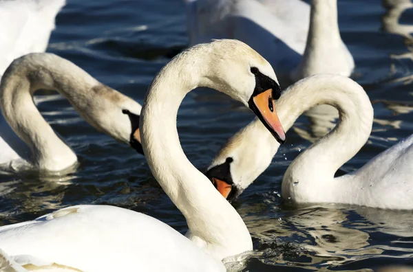 Cisnes Lago Balaton Hungría — Foto de Stock