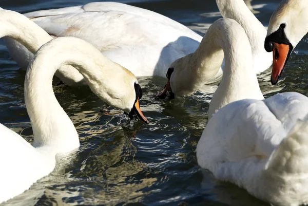 Cisnes Lago Balaton Hungría — Foto de Stock