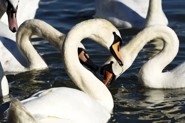 Cisnes Lago Balaton Hungría — Foto de Stock