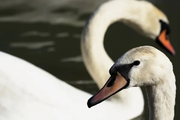 Swans Lake Balaton Hungary — Stock Photo, Image