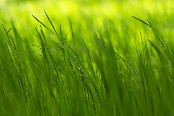 Fresh Green Grass Spring Time — Stock Photo, Image