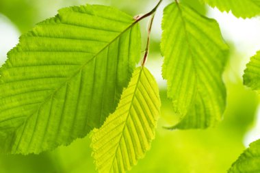 Baharda yeşil yapraklar