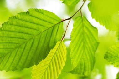 Baharda yeşil yapraklar