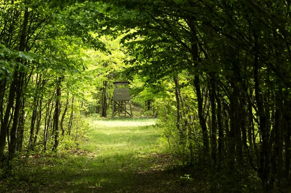 Forêt Verte Printemps — Photo