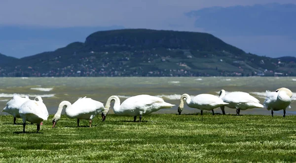 Cisnes Lago Balaton Hungría — Foto de Stock
