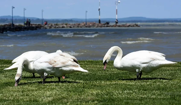 Cisnes Lago Balaton Hungría — Foto de Stock