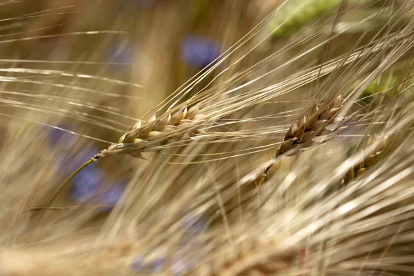 Detail Wheat Field Cornflower — Stock Photo, Image