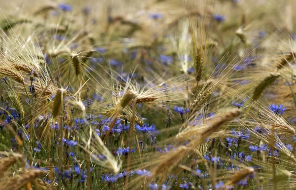 Deatail Wheat Field Cornflower — Stock Photo, Image