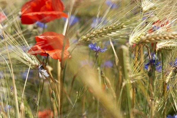 Detail Wheat Field Poppy Cornflower — Stock Photo, Image
