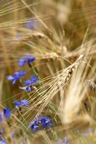 Detail Wheat Field Cornflower — Stock Photo, Image