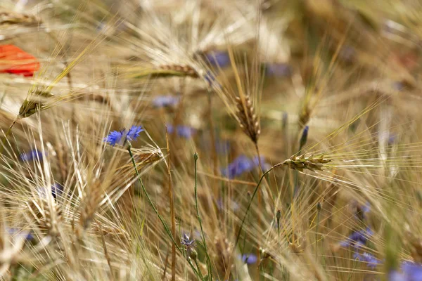 Dettaglio Campo Grano Con Papavero Fiordaliso — Foto Stock