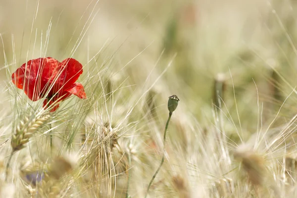 Detail Wheat Field Poppy Cornflower — Stock Photo, Image