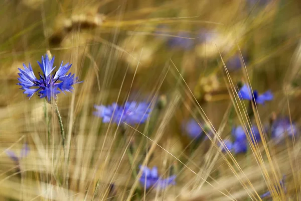 Détail Champ Blé Avec Bleuet — Photo