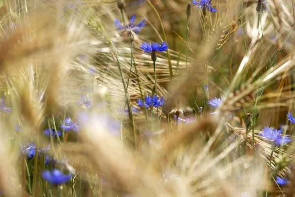 Détail Champ Blé Avec Bleuet — Photo