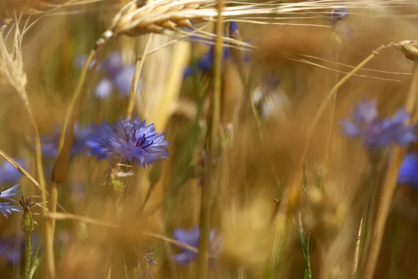 Mısır Çiçeği Ile Buğday Tarlasının Detayı — Stok fotoğraf