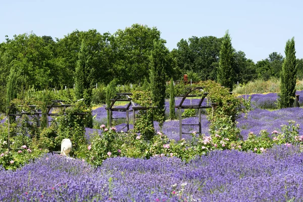 Levandulova Zahrada Letním Čase Maďarsko — Stock fotografie