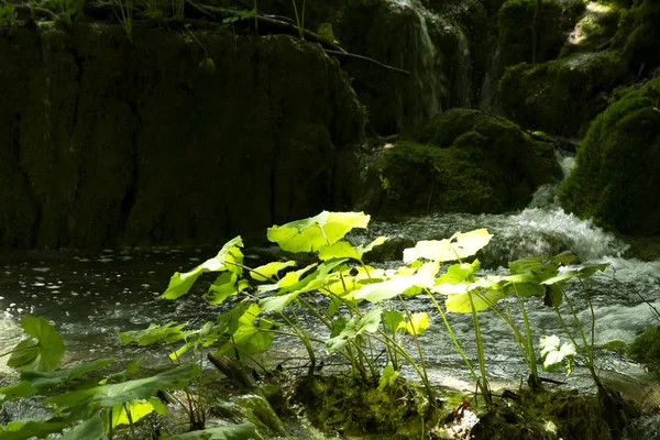 Detalhe Parque Nacional Plitvice Croata — Fotografia de Stock