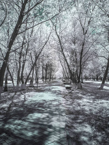 赤外線写真 レウトフ都市公園 モスクワ州 — ストック写真