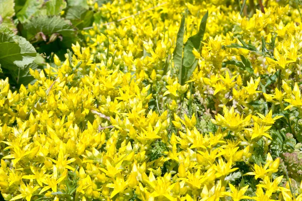 Een Grote Bloeiende Struik Voor Een Tuinplant Sedum Lente — Stockfoto