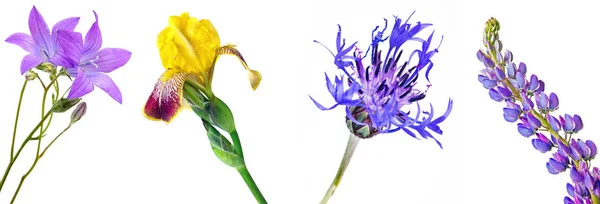 Blooming Garden Plants Closeup Isolated White Background Collage — Stock Photo, Image