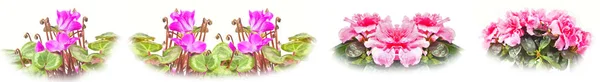 Güzel Saksı Bitkileri Cins Ormangülü Cyclomen Kolaj — Stok fotoğraf