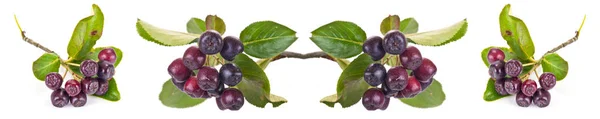 Branch Plants Black Rowan Berries Isolated White Background Collage — Stock Photo, Image