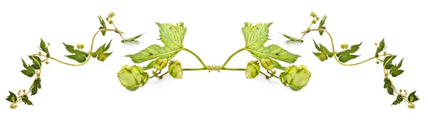 Branch Plant Hop Humulusis Isolated White Background Collage — Stock Photo, Image