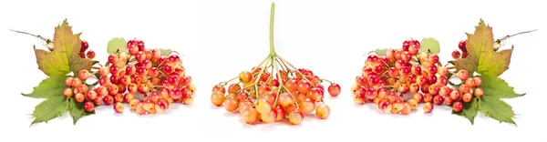 Kilka Owoców Kaliny Roślin Białym Tle Kolaż — Zdjęcie stockowe