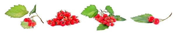 Branch Plants Crataegus Aestivalis Berries Isolated White Background Collage — Stock Photo, Image