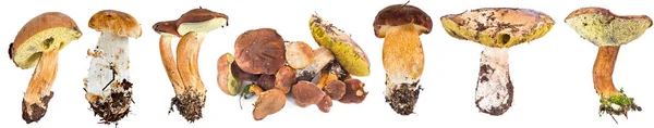 Veel Bos Paddestoelen Zijn Geïsoleerd Een Witte Achtergrond Collage — Stockfoto