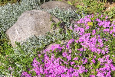 Bahçe Dekor. Büyük bir kaya ile Çiçeklik