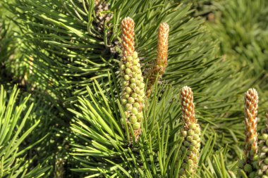 Genç iğne yapraklı çam erken ilkbaharda vuruyor.