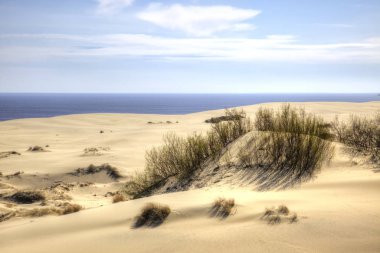 Kaliningrad bölgesi. Dune Efa yükseklikten Curonian Spit görünümünü. Doğa Anıtı
