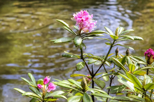 Kwitnienia Roślina Różanecznik Tle Wody Wczesną Wiosną — Zdjęcie stockowe