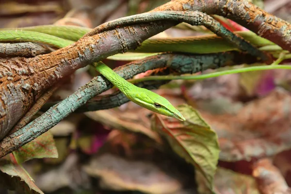 Zielony Winorośli Snake Wąż Bicz Długonosej Naturalnym Środowisku Wąż Serpentarium — Zdjęcie stockowe