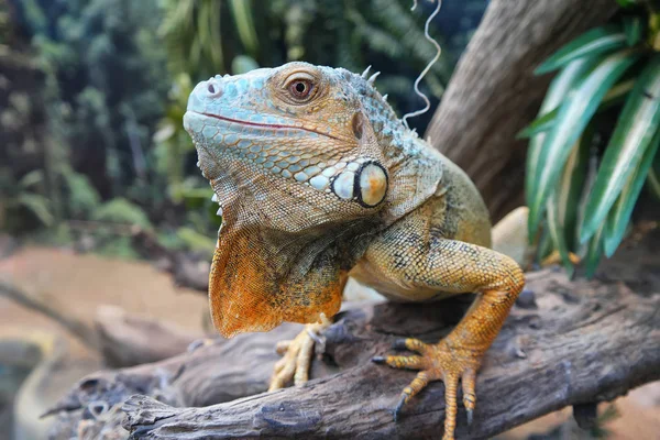Lizard Leguán Terárium Suchého Stromu — Stock fotografie