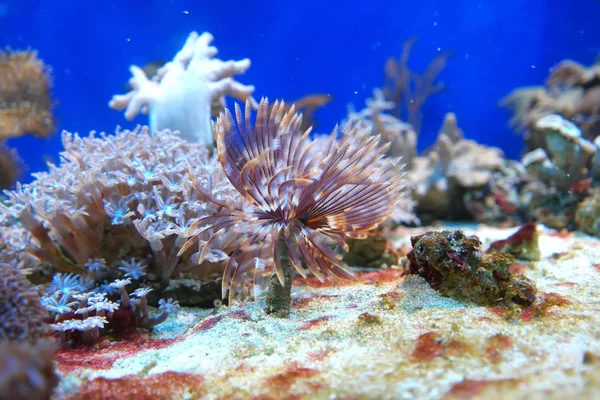 Coral Reef Underwater Dwellers — Stock Photo, Image