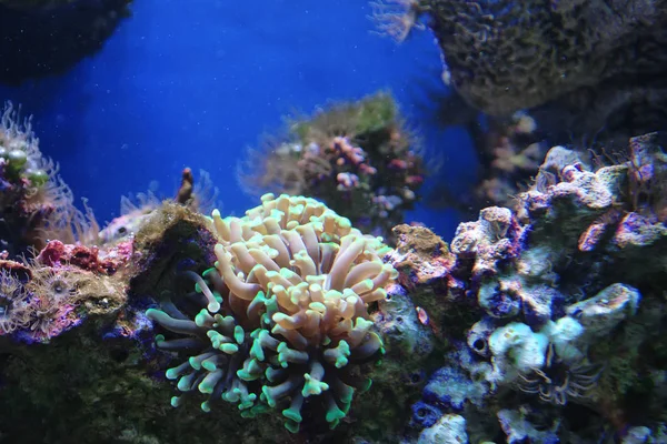 Coral Reef Underwater Dwellers — Stock Photo, Image