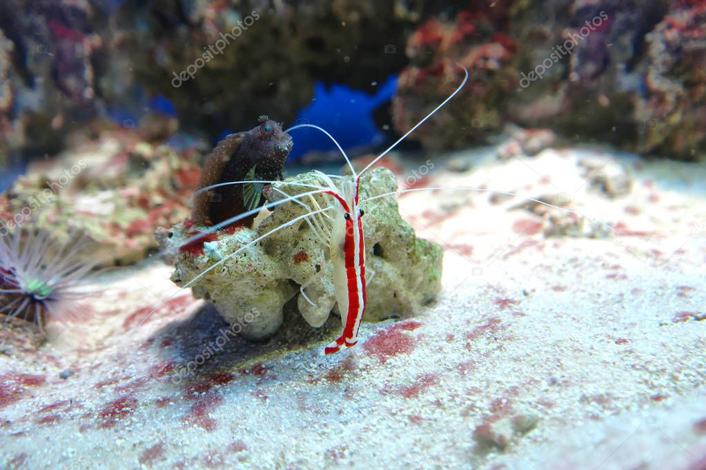 Coral Reef Underwater Dwellers, shrimp