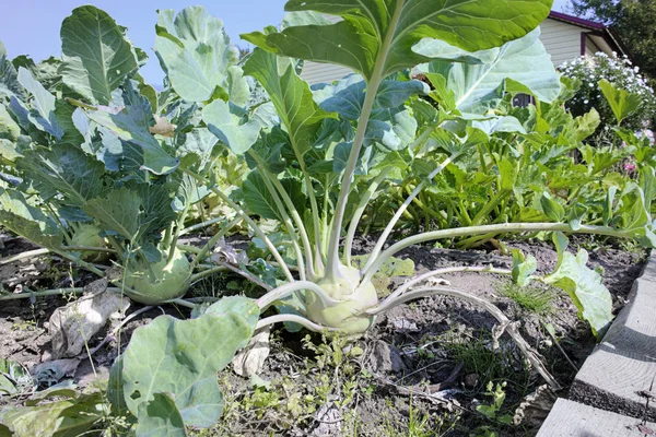 Kohlrabi Cavolo Maturo Cresce Letto Giardino — Foto Stock