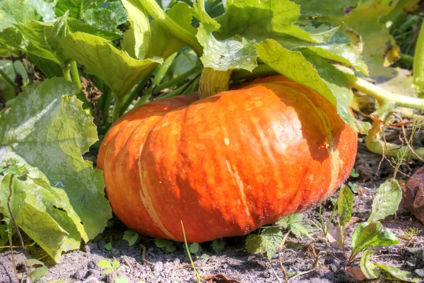 Mature Pumpkin Grows Garden Bed — Stock Photo, Image