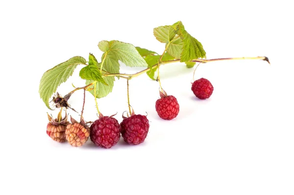Ripe Raspberry Isolated White Background — Stock Photo, Image