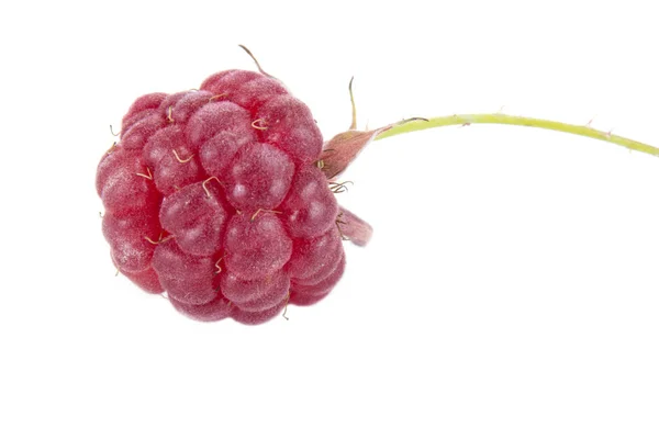 Ripe Raspberry Isolated White Background — Stock Photo, Image