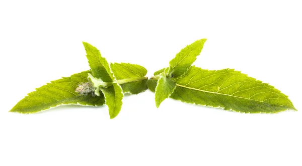 Foglie Zecca Vegetale Isolato Uno Sfondo Bianco — Foto Stock